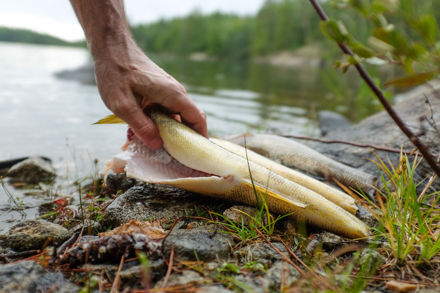 Quetico